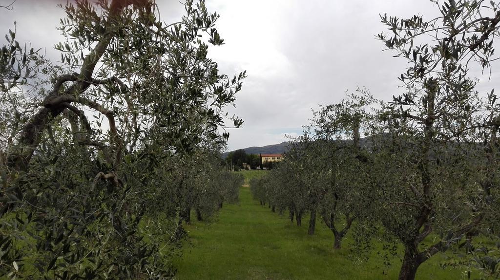 Agriturismo Luggiano 芬奇 外观 照片
