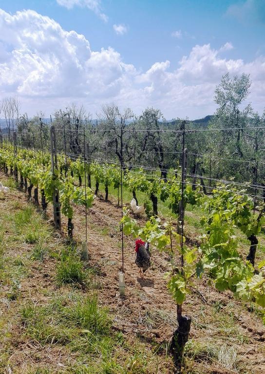 Agriturismo Luggiano 芬奇 外观 照片